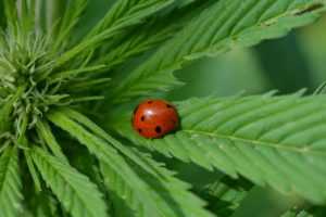 Read more about the article How to Perform Lawn Care that Supports Wildlife