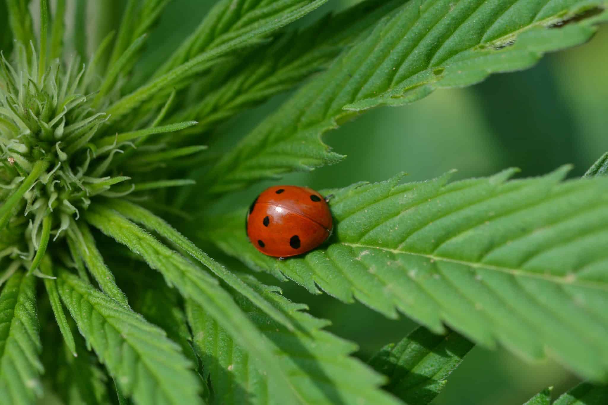 You are currently viewing How to Perform Lawn Care that Supports Wildlife