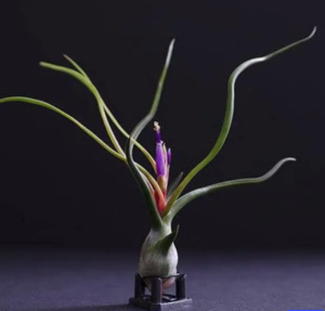 An air plant with octopus-like leaves and a purple flower.