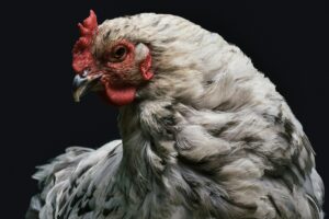 Beautiful white chicken against a black background. Carnism. Melanie Joy.